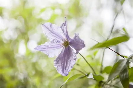 Clematis 'Blue Angel' - 2 Ltr, 4 canes - image 3