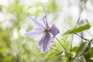 Clematis 'Blue Angel' - 2 Ltr, 4 canes - image 3
