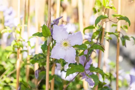 Clematis 'Blue Angel' - 2 Ltr, 4 canes - image 4