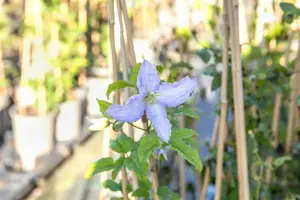 Clematis 'Blue Angel' - 2 Ltr, 4 canes - image 5