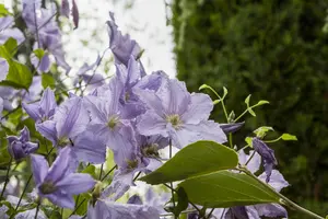 CLEMATIS BLUE ANGEL
