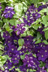 Clematis 'Blue Belle'