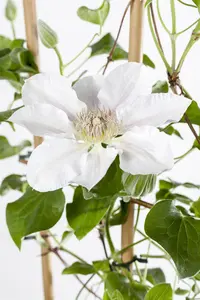 Clematis 'Blue Diamond' - 2 Ltr, single cane - image 4