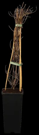 Clematis 'Blue Diamond' - 2 Ltr, single cane - image 1