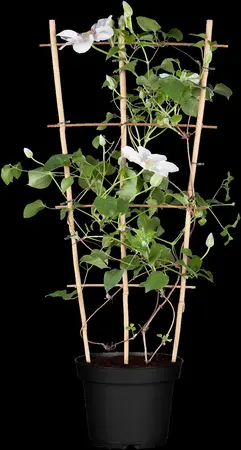 Clematis 'Blue Diamond' - 2 Ltr, single cane - image 5