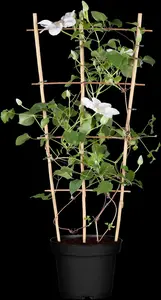 Clematis 'Blue Diamond' - 2 Ltr, single cane - image 5