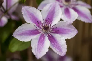 Clematis 'Carnaby'