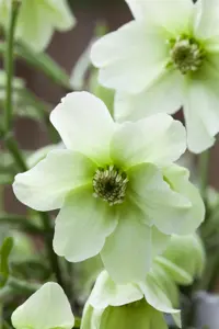 Clematis cartmanii  'Joe' - 2 Ltr, 4 canes - image 3