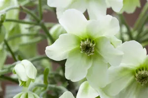 Clematis cartmanii  'Joe' - 2 Ltr, 4 canes - image 4