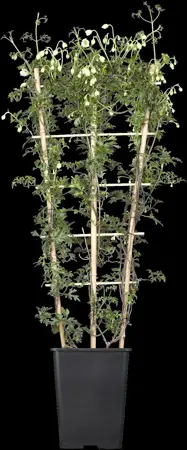 Clematis cartmanii  'Joe' - C2, single cane (60 cm) - image 2