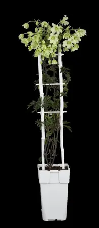 Clematis cartmanii  'Joe' - C2, single cane (60 cm) - image 5