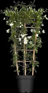 Clematis cartmanii 'Joe' - 2 Ltr, 4 canes - image 5