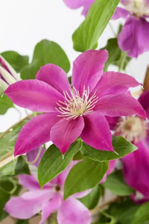 Clematis 'Comtesse de Bouchaud' - 2 Ltr, single cane - image 1