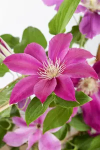 Clematis 'Comtesse de Bouchaud' - 2 Ltr, 3 canes - image 3