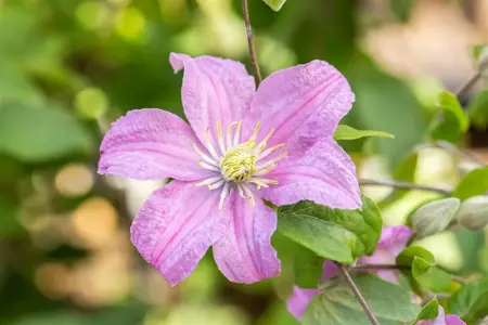 Clematis 'Comtesse de Bouchaud' - 2 Ltr, single cane - image 2