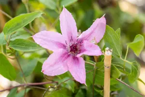 Clematis 'Comtesse de Bouchaud' - 2 Ltr, single cane - image 3