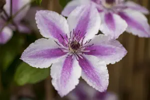 Clematis 'Darius'