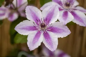 Clematis 'Darius' - 2 Ltr, single cane - image 2