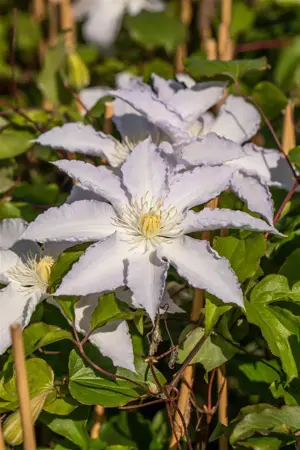 Clematis 'Destiny' - 2 Ltr, single cane - image 5