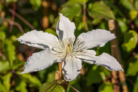 Clematis 'Destiny' - 2 Ltr, single cane - image 3