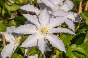 Clematis 'Destiny' - 2 Ltr, single cane - image 4