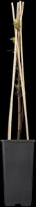 Clematis 'Destiny' - 2 Ltr, single cane - image 2