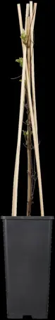 Clematis 'Destiny' - 2 Ltr, 3 canes - image 2