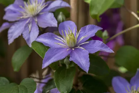 Clematis 'Dorothy Walton' - 2 Ltr, single cane