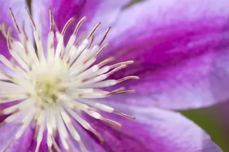 Clematis 'Dr Ruppel' - 2 Ltr, single cane - image 3