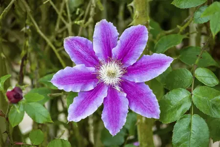 Clematis 'Dr Ruppel' - 2 Ltr, single cane - image 4