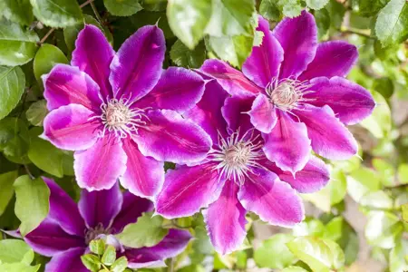 Clematis 'Dr Ruppel' - 2 Ltr, single cane - image 5
