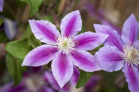 Clematis 'Dr Ruppel' - 2 Ltr pot - image 1