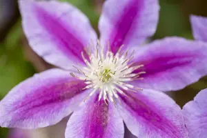 Clematis 'Dr Ruppel' - 2 Ltr pot - image 2
