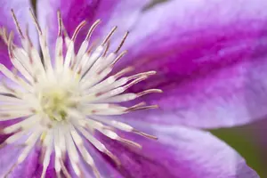 Clematis 'Dr Ruppel' - 2 Ltr pot - image 3