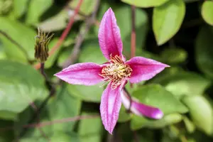 Clematis 'Duchess of Albany'