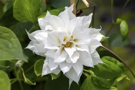Clematis 'Duchess of Edinburgh' - 2 Ltr, single cane