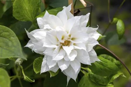 Clematis 'Duchess of Edinburgh' - 80-100 CM C3