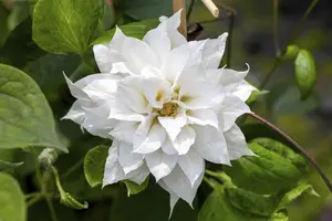 Clematis 'Duchess of Edinburgh'