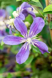 Clematis 'Durandii' - 2 Ltr, single cane - image 3