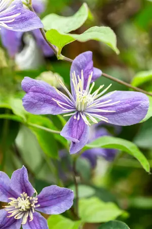 Clematis 'Durandii' - 2 Ltr, single cane - image 2