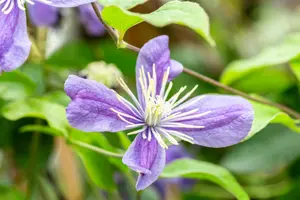 Clematis 'Durandii'