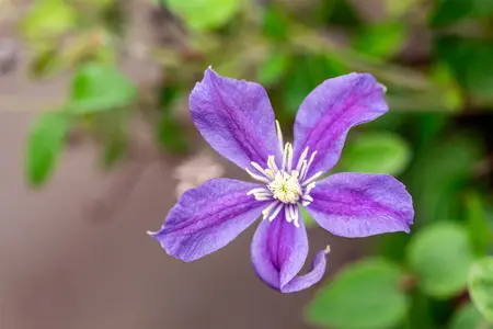Clematis 'Durandii' - 2 Ltr, single cane - image 4