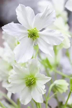 Clematis 'Early Sensation' - 2 Ltr pot - image 2