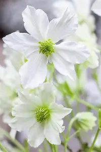 Clematis 'Early Sensation' - 2 Ltr pot - image 2