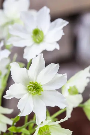 Clematis 'Early Sensation' - 2 Ltr pot - image 3