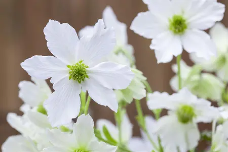 Clematis 'Early Sensation' - 2 Ltr pot - image 1
