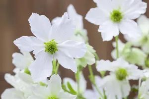 Clematis 'Early Sensation' - 2 Ltr pot - image 1