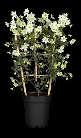 Clematis 'Early Sensation' - 2 Ltr, 4 canes - image 4