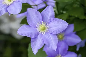 Clematis 'Elsa Sp?th'