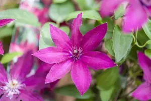 Clematis 'Ernest Markham'
